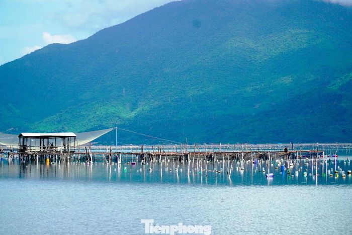 Những cọc nuôi hàu dày đặc tạo nên hình ảnh nhếch nhác, gây mất mỹ quan trên mặt nước khu đầm danh thắng Lập An. Ảnh Ngọc Văn