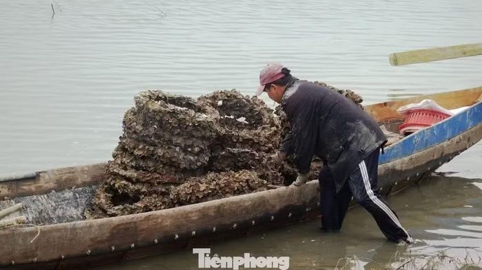 Một thời, vỏ lốp cao su được người dân sử dụng phổ biến để làm giá thể nuôi hàu tại đầm Lập An gây nguy cơ ô nhiễm môi trường nguồn nước. Ảnh Ngọc Văn