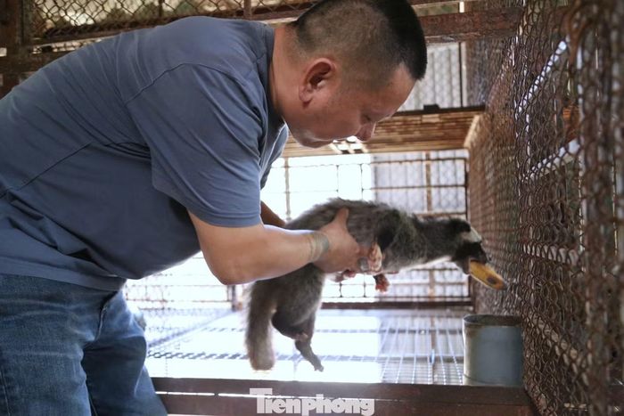 Chồn hương được nuôi riêng từng ô chuồng để thuận tiện theo dõi sức khỏe và sinh trưởng.