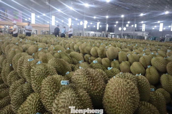 Sầu riêng Đắk Lắk xuất khẩu sang thị trường Trung Quốc.