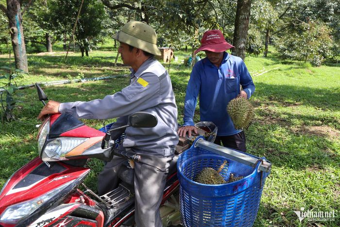 Gia đình bà Mấu Thị Mật thu hoạch sầu riêng.