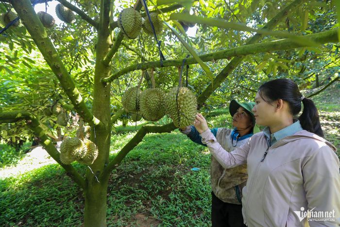 Cán bộ xã Khánh Sơn cùng bà Ném trong vườn sầu riêng đến kỳ thu hoạch. Ảnh: Xuân Ngọc
