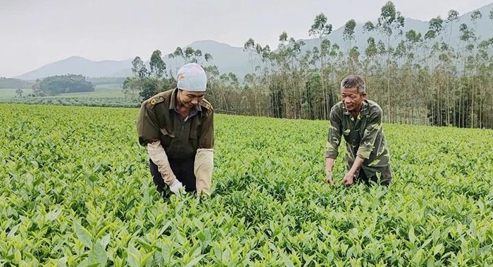 Các HTX ở Phú Thọ đã và đang thu hút hàng chục nghìn lao động nông thôn. Ảnh: Báo Phú Thọ