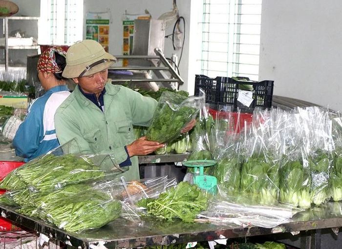 Các HTX hoạt động trong lĩnh vực nông nghiệp đang thu hút đông đảo lao động vùng DTTS và miền núi. Ảnh: Báo Phú Thọ
