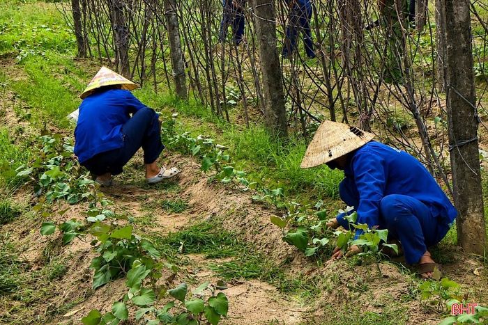 Anh N.Đ.A. (phía bên phải) chăm sóc vườn rau tại cơ sở cai nghiện.