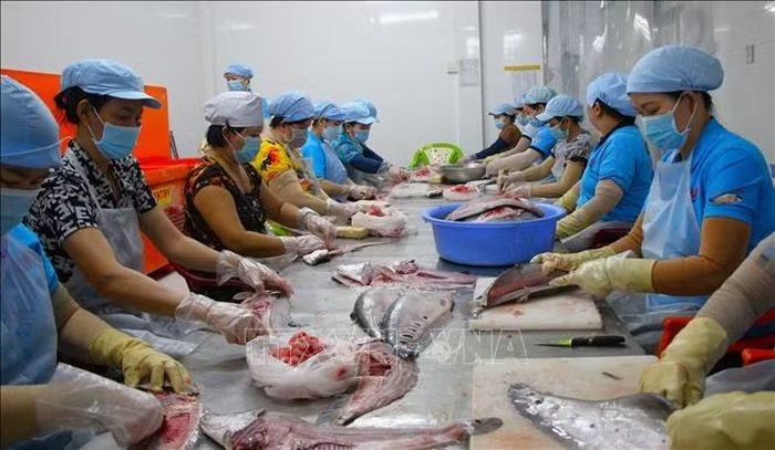 Hợp tác xã Kỳ Như tạo ra những sản phẩm ngày càng chất lượng từ cá thát lát để đáp ứng thị trường trong và ngoài nước.