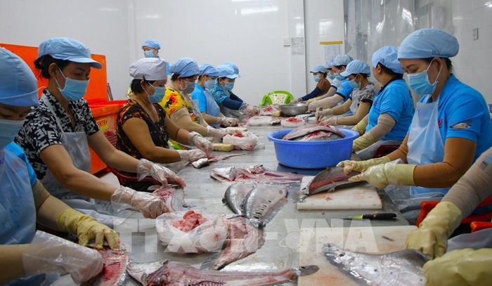 Hợp tác xã Kỳ Như tạo ra những sản phẩm ngày càng chất lượng từ cá thát lát để đáp ứng thị trường trong và ngoài nước. Ảnh: Nguyễn Hằng - TTXVN