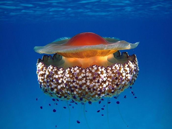 Ảnh: Ynet News