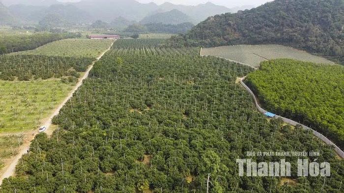 Khu nông nghiệp - công nghệ cao Vân Du tạo nên giá trị, sản phẩm nông nghiệp xứ Thanh.