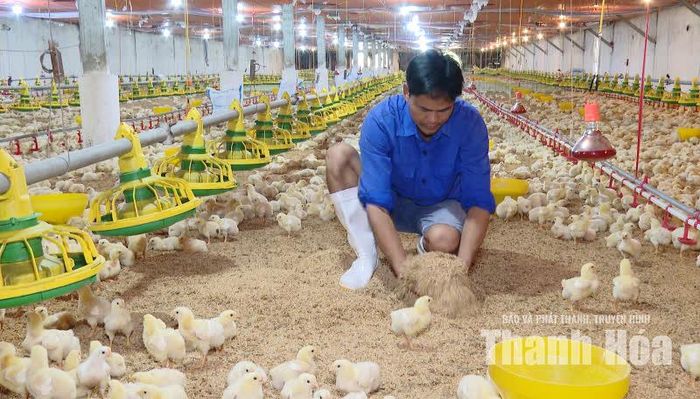 Ông Nguyễn Văn Chí kiểm tra đệm lót sinh học.