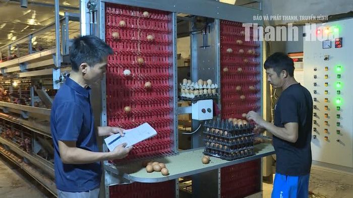 Hệ thống thu trứng tự động trong trang trại gà.