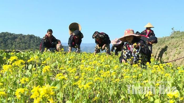 Bà con người Dao xã Pù Nhi trồng thêm các loại cây, cải thiện đời sống, tăng thu nhập.