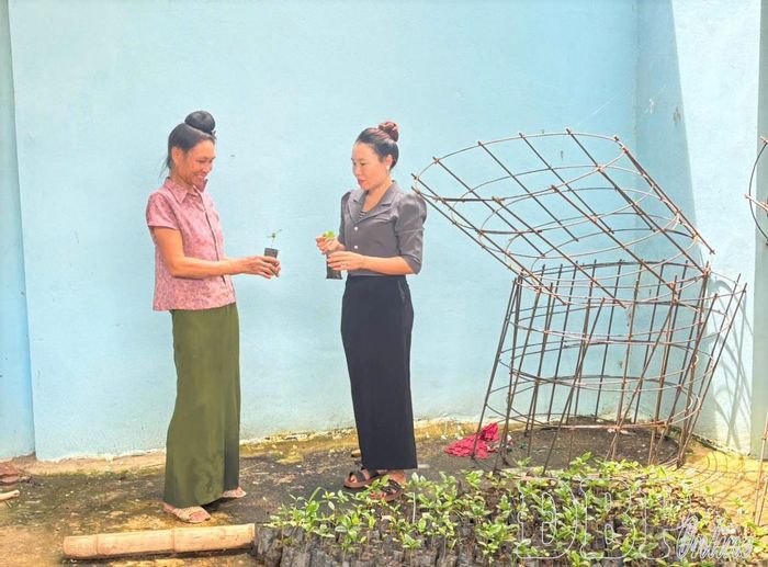 Đảng viên Chi bộ bản Pháy Vang, xã Mường Lạn hướng dẫn người dân lựa chọn giống cây cà phê.