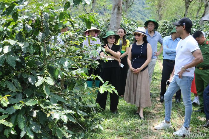 Đoàn công tác Công ty Cổ phần Cà phê Detech thăm vườn cà phê đầu dòng tại bản Cói Bánh, xã Mường Ảng.