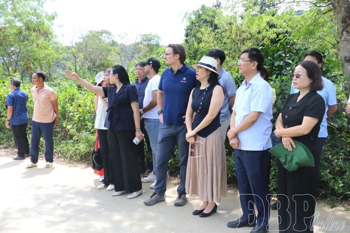 Đoàn công tác Công ty Cổ phần Cà phê Detech khảo sát khu vực dự kiến đầu tư Nhà máy chế biến sâu cà phê tại bản Na Luông, xã Mường Ảng.