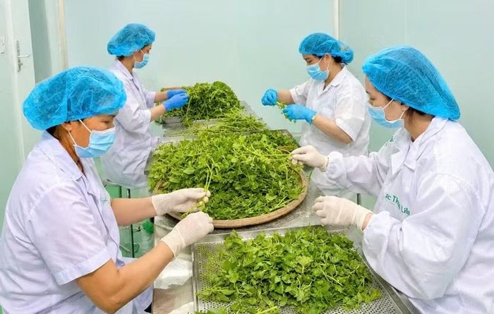  Dược liệu được sơ chế tại Công ty TNHH Dược thảo LiLa. Ảnh: ĐVCC 