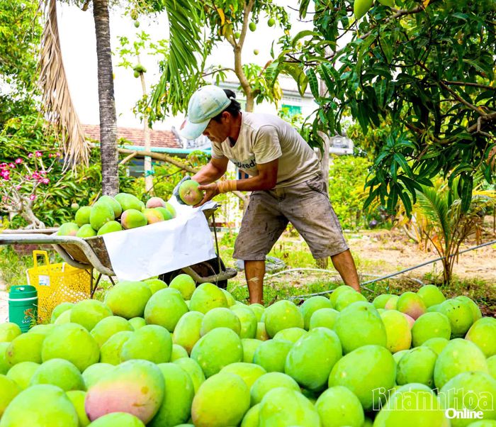 Nông dân trên địa bàn tỉnh thu hoạch xoài. 