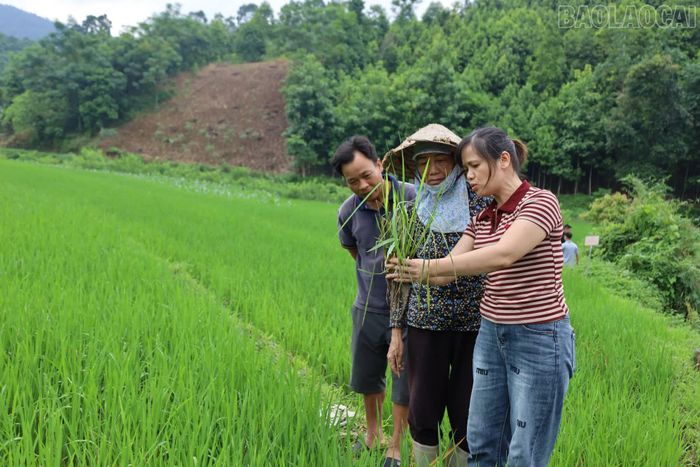 Cán bộ khuyến nông các địa phương thường xuyên kiểm tra đồng ruộng, hướng dẫn người dân phát hiện sớm, phòng trừ sâu bệnh kịp thời.
