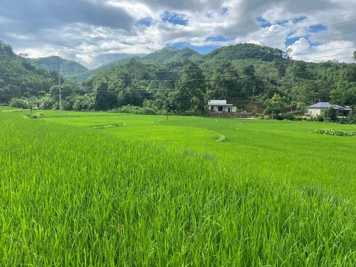  Chính quyền địa phương và người dân cần chủ động phòng trừ sinh vật gây hại, bảo vệ lúa sinh trưởng, phát triển, góp phần nâng cao năng suất, sản lượng, hướng tới vụ mùa thắng lợi. 