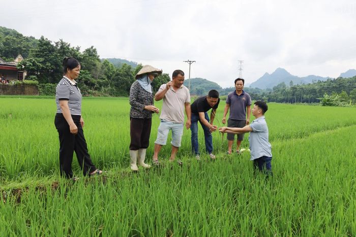 Cán bộ Trung tâm Dịch vụ tổng hợp xã Xuân Quang hướng dẫn người dân nhận diện, phát hiện sâu bệnh hại lúa.