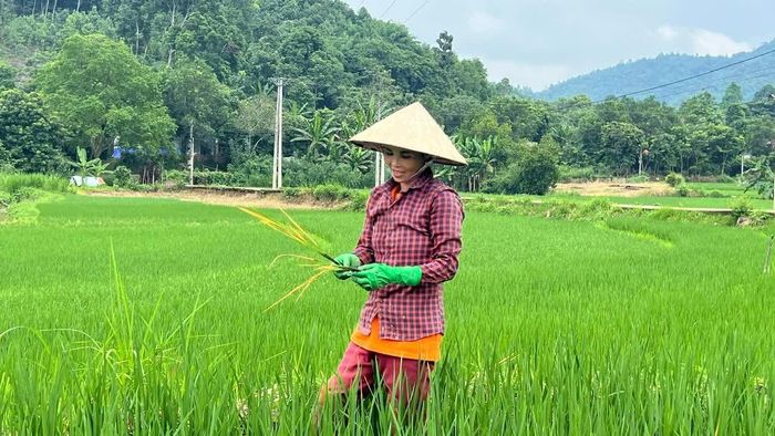 Một số diện tích lúa bị bệnh vàng lá được người dân nhổ bỏ nhằm hạn chế lây lan.