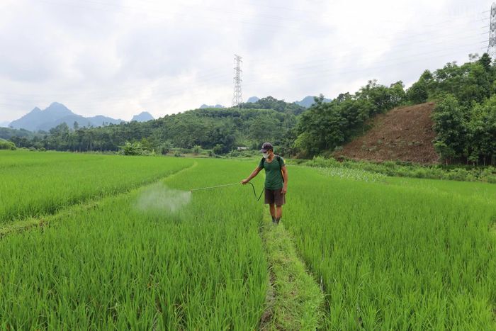 Người dân chủ động phun phòng trừ sâu bệnh sớm, nâng cao hiệu quả phòng trừ.