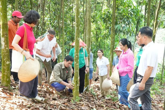 Đoàn tham quan vùng quế hữu cơ.