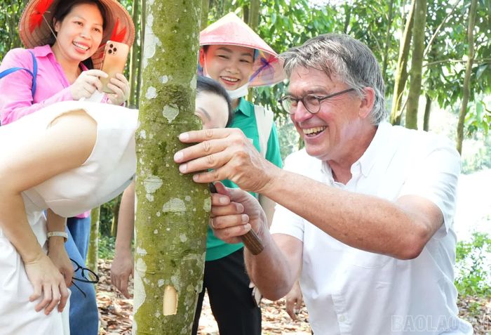 Trực tiếp trải nghiệm bóc quế cùng người dân.
