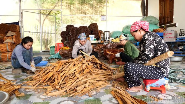 Với diện tích rừng lớn, Châu Quế có nhiều tiềm năng phát triển kinh tế lâm nghiệp.