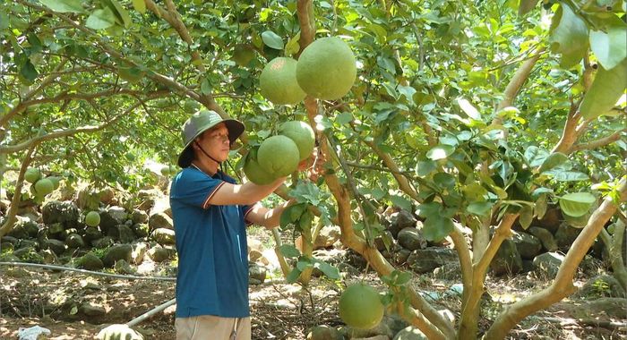 Nông dân trồng bưởi ở Lương Sơn có thể thu hoạch nhiều đợt trong năm, đặc biệt là ở vụ Tết có giá bán khá cao