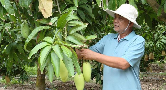 Nhờ áp dụng kỹ thuật sản xuất nghịch vụ nên nông dân Lương Sơn có thể sản xuất mỗi năm 2 vụ xoài