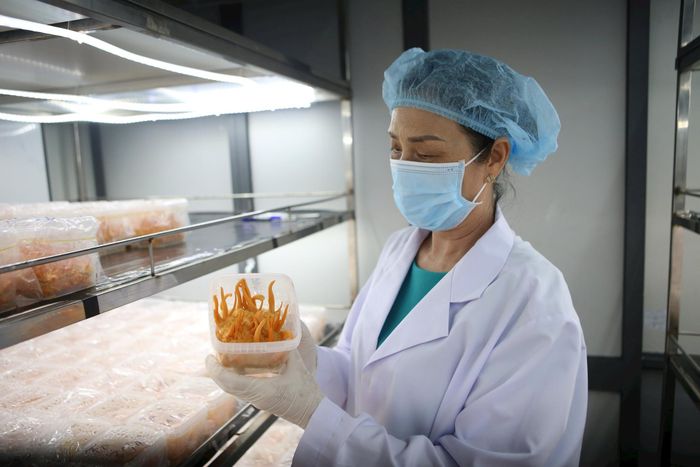 Sản phẩm OCOP được đầu tư nâng cao chất lượng, bảo đảm các yêu cầu về an toàn và truy xuất nguồn gốc