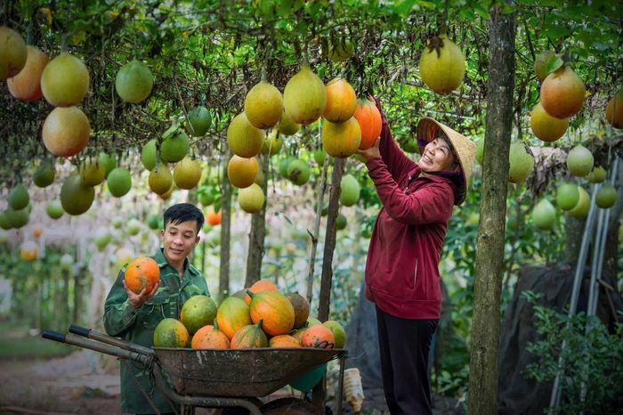 Đến năm 2030, Lâm Đồng đặt mục tiêu ít nhất 30% chủ thể OCOP xây dựng chuỗi giá trị theo hướng sản xuất xanh, có vùng nguyên liệu ổn định