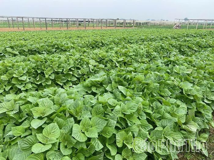 Những cánh đồng rau xanh tốt được sản xuất theo quy trình an toàn, góp phần nâng tầm nông sản Tứ Xã.