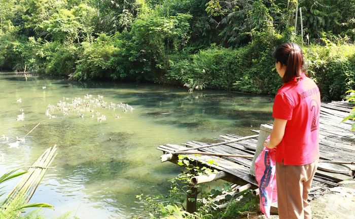 Ao thả cá và chăn nuôi vịt ta của chị La Thị Cam cũng đem lại thu nhập khá cho gia đình.