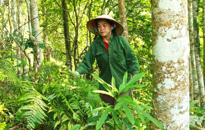 Chị La Thị Cam chăm sóc đồi rừng của gia đình.