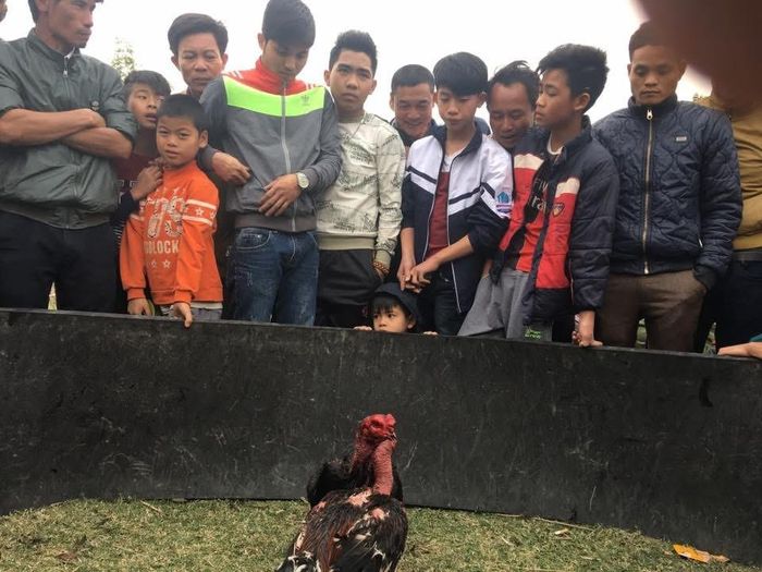 Trò chơi dân gian chọi gà tại lễ hội truyền thống Yên Thượng, diễn ra hằng năm vào ngày 15 tháng Giêng âm lịch