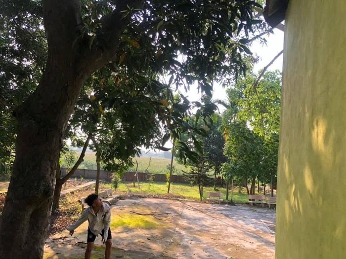 Mỗi buổi trưa hè, ký ức tuổi thơ lại ùa về qua hình ảnh những đứa trẻ dưới gốc cây xoài, chia nhau từng quả chín trong bóng mát