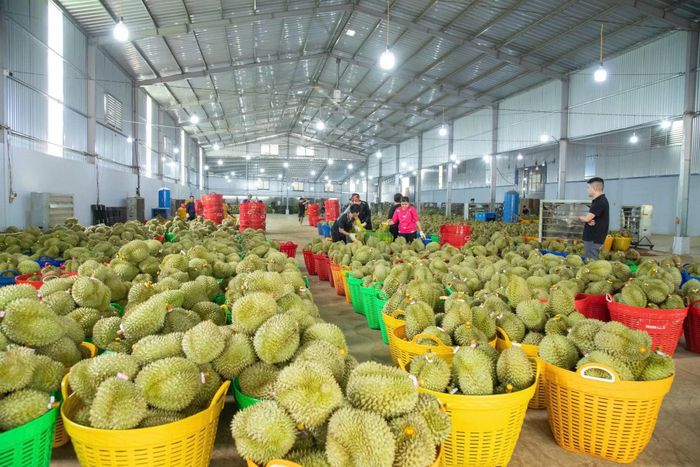 Bên trong một kho hàng thu mua, đóng gói xuất khẩu sầu riêng ở Đắk Lắk.