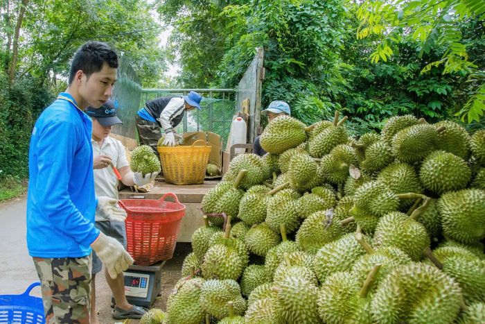 Cây sầu riêng đang mang lại thu nhập cao cho người nông dân Đắk Lắk.