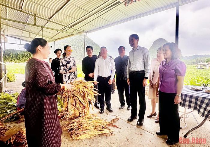 Đoàn công tác Đại sứ quán Trung Quốc và lãnh đạo tỉnh tham quan mô hình thuốc lá chất lượng cao tại xã Nam Tuấn.