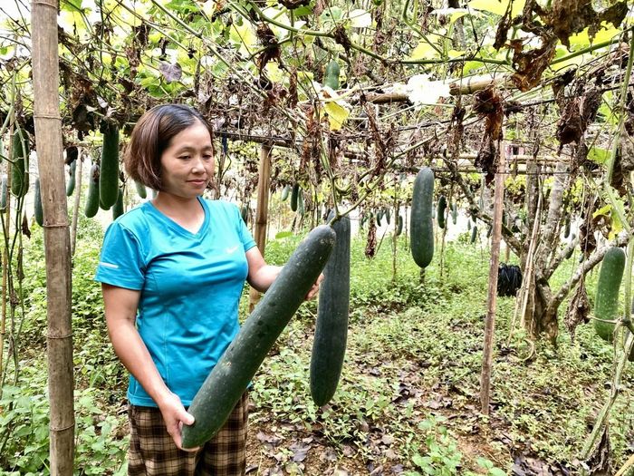  Vườn bí xanh của chị Chu Thụ Yến, xóm Thể Dục, xã Nguyên Bình góp phần tăng thêm nguồn thu nhập hằng năm cho gia đình. Ảnh Quốc Sơn. 