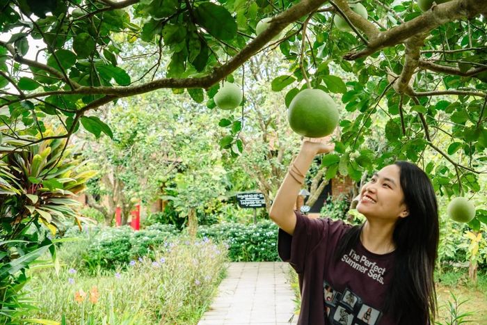 ...mỗi khu vườn không chỉ tạo ra sản phẩm nông nghiệp mà còn trở thành một không gian trải nghiệm