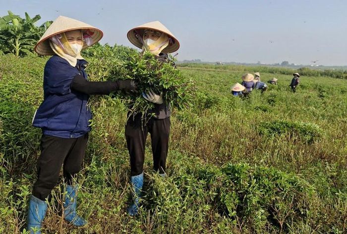 Người dân xã Phú Xuyên tập trung thu hoạch cây dược liệu ở vùng bãi bồi ven sông Hồng trước mùa mưa bão. Ảnh: PV