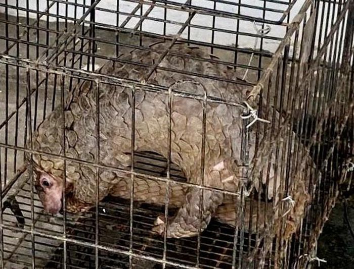 Cá thể tê tê nặng gần 7 kg được phát hiện trên đường dân sinh ở phường Vinh Lộc. Ảnh: V.L