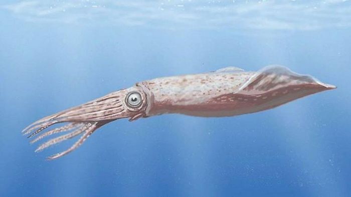 Hình minh họa loài mực Mobydickia poseidonii. Ảnh: ECOticias.com 'El Periódico Verde'/X