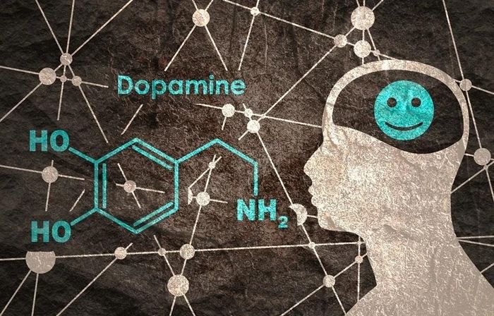 Dopamine giữ vai trò quan trọng trong động lực, ham muốn, cảm giác hài lòng và khả năng ghi nhớ. Ảnh: Shutterstock. 