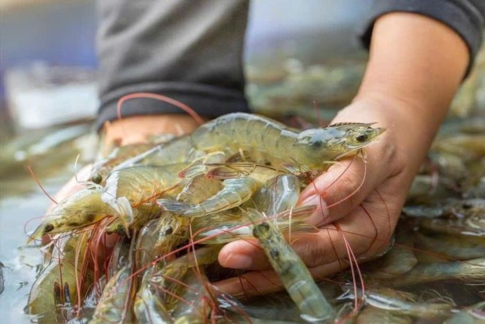  Nhật Bản có thể là một thị trường triển vọng cho xuất khẩu thủy sản Việt Nam. Ảnh: VASEP. 