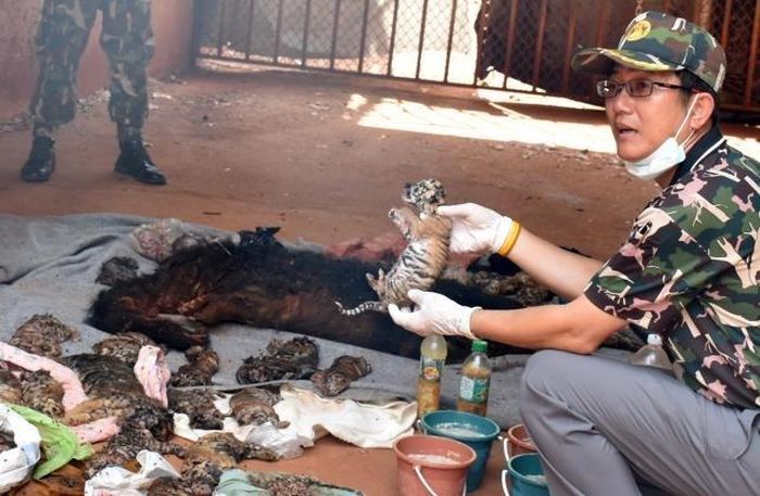  Năm 2016, nhà chức trách phát hiện nhiều xác hổ trong ngôi chùa nổi tiếng ở Thái Lan. Ảnh: Reuters