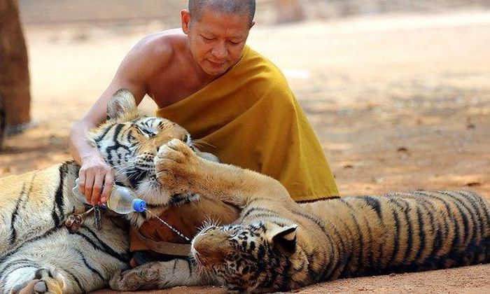  Hổ sống trong điều kiện nuôi nhốt ở chùa Hổ, Thái Lan. Ảnh: AP
